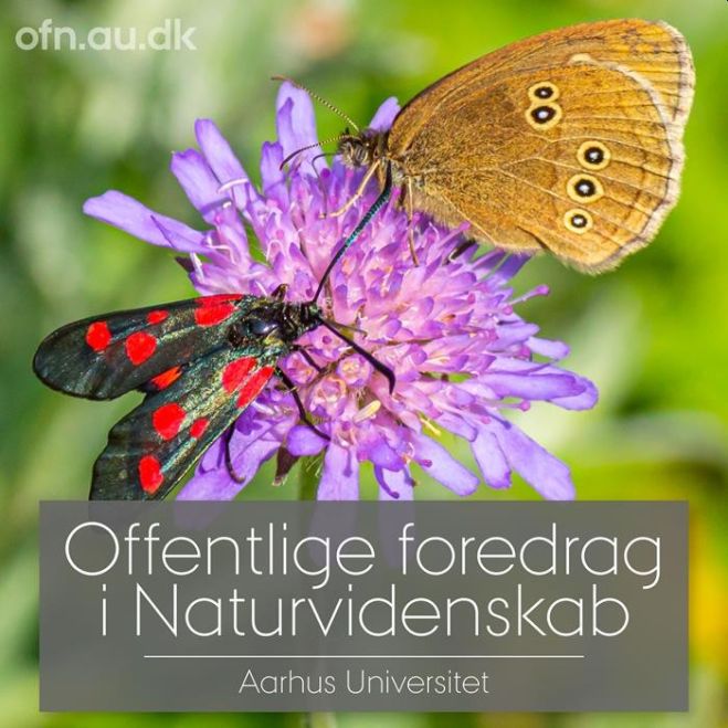 Red insekterne