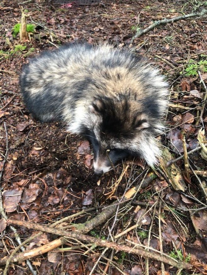 Så er første mårhund skudt på Fur